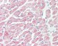 NLRX1 Antibody (aa580-630)