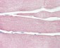 NLRX1 Antibody (aa580-630)