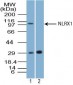 NLRX1 Antibody (aa580-630)