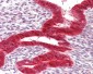 DDX58 / RIG-1 / RIG-I Antibody (aa200-250)