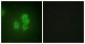 RPS6KA5 / MSK1 Antibody (aa551-600)