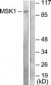 RPS6KA5 / MSK1 Antibody (aa551-600)