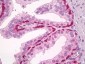GPR171 Antibody (aa141-190)