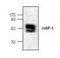 BIRC2 / cIAP1 Antibody