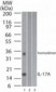 IL17A Antibody (aa1-75, clone 4K5F6)