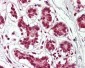 CUL2 / Cullin 2 Antibody (C-Terminus)