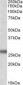 SNAP23 / SNAP-23 Antibody (Internal)