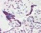 MCM3AP / GANP Antibody (aa1841-1890)