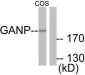 MCM3AP / GANP Antibody (aa1841-1890)