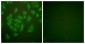 CSTA / Cystatin A Antibody (aa49-98)