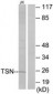 TSN / Translin Antibody (aa101-150)