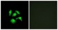 TSC22D1 / TSC22 Antibody (aa71-120)