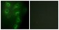 TRIM59 Antibody (aa191-240)