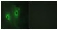 DUSP9 Antibody (aa151-200)