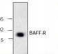 BAFF Receptor Antibody