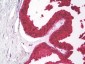 KLK3 / PSA Antibody (clone C3F12)