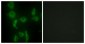 IARS2 Antibody (aa71-120)