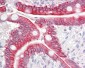 IARS2 Antibody (aa71-120)