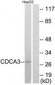 CDCA3 Antibody (aa219-268)