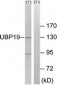 USP19 Antibody (aa391-440)