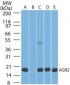 AGR2 Antibody (aa50-100, clone IMG10E2)