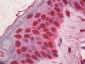 HMG1 / HMGB1 Antibody (clone IMG19N15F4)