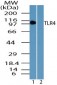 TLR4 Antibody (aa650-700)