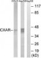 CXADR Antibody (aa1-50)