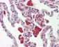 CTSS / Cathepsin S Antibody