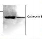 CTSS / Cathepsin S Antibody