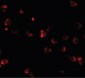 NKX2-4 Antibody (Internal)