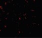 TFEB Antibody (N-Terminus)