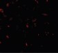 TFEB Antibody (N-Terminus)