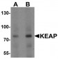 KEAP1 Antibody (C-Terminus)