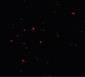 CITED2 Antibody (N-Terminus)