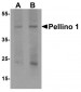 PELI1 / Pellino 1 Antibody (C-Terminus)