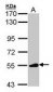 p56lck / LCK Antibody