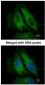 NOD1 Antibody