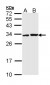 APIP Antibody