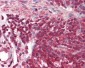REL / C-Rel Antibody