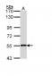 REL / C-Rel Antibody