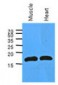 MB / Myoglobin Antibody (clone AT6E10)