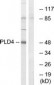 PLD4 / Phospholipase D4 Antibody (aa457-506)