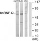 SYNCRIP / HnRNP Q Antibody (aa236-285)