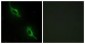 CKMT2 Antibody (aa231-280)