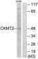 CKMT2 Antibody (aa231-280)