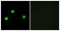 IP6K2 Antibody (aa161-210)