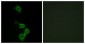 DAB1 Antibody (aa199-248)