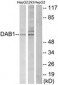 DAB1 Antibody (aa199-248)