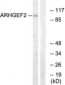 ARHGEF2 / GEF-H1 Antibody (aa383-432)